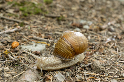 Roman snail (Helix pomatia) crawling on sandy ground in the forest, left side view, selective focus