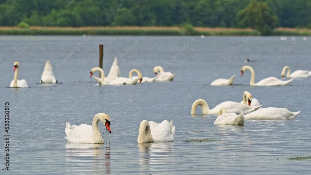 Mute swan - Cygnus olor - a large water bird with white plumage. Birds are looking for food under water, they lower their heads to draw out green algae. Mute swan - Cygnus olor - a large water bird with white plumage. Birds are looking for food under water, they lower their heads to draw out green algae.