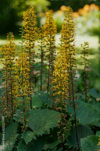 Yellow inflorescences of Ligularia przewalskii in garden