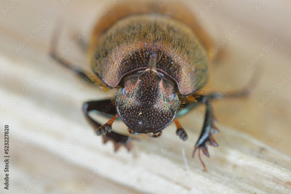 A shallow focus of a Dung beetle (Onthophagus coenobita). A shallow focus of a Dung beetle (Onthophagus coenobita).