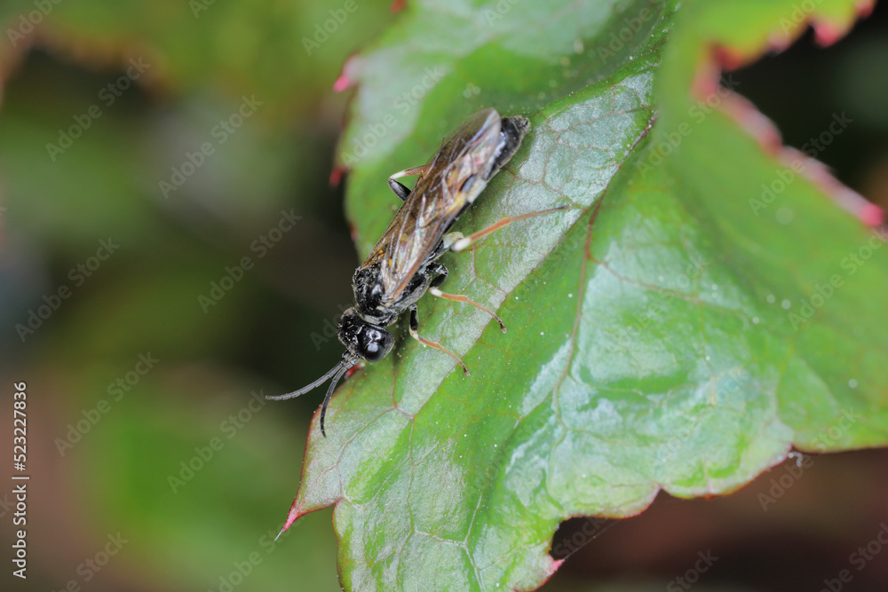 Closeup on a curled or white banded rose sawfly, Allantus cinstus sitting on a leaf of it's host plant in the garden. Closeup on a curled or white banded rose sawfly, Allantus cinstus sitting on a leaf of it's host plant in the garden.
