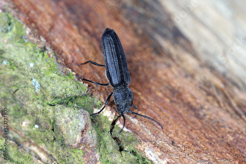 Black spruce borer, Asemum striatum on wood. photo