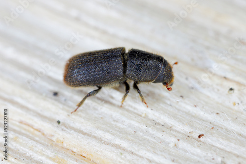 Detail shot of a bark beetle (Scolytidae, Scolytinae) on wooden surface.