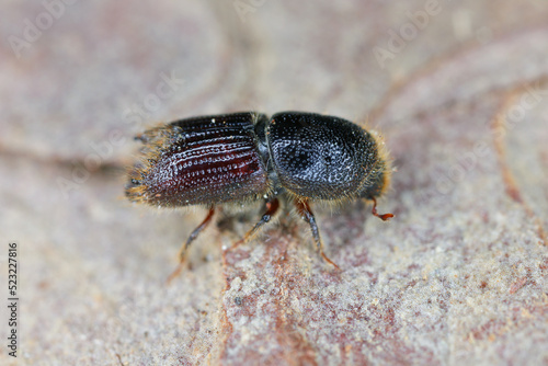 Detail shot of a bark beetle (Scolytidae, Scolytinae) on wooden surface.