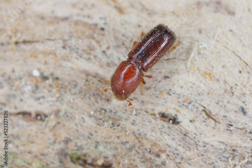 Detail shot of a bark beetle (Scolytidae, Scolytinae) on wooden surface. photo