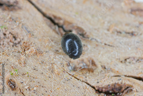 A tiny ladybug (coccinellidae) on wood.