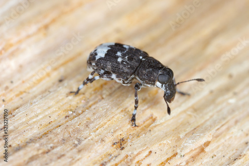 Fungus weevil (Tropideres albirostris) on wood. photo