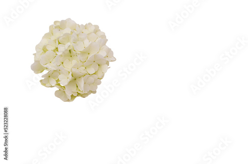 fiore di ortensia bianca isolato su sfondo trasparente