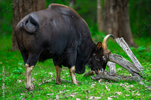 Gaur or Indian Bison in Forest photo