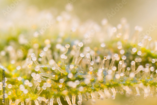 Close up of Cannabis MAcro