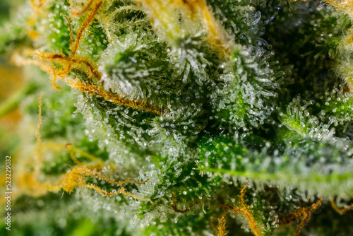 Close up of legal cannabis