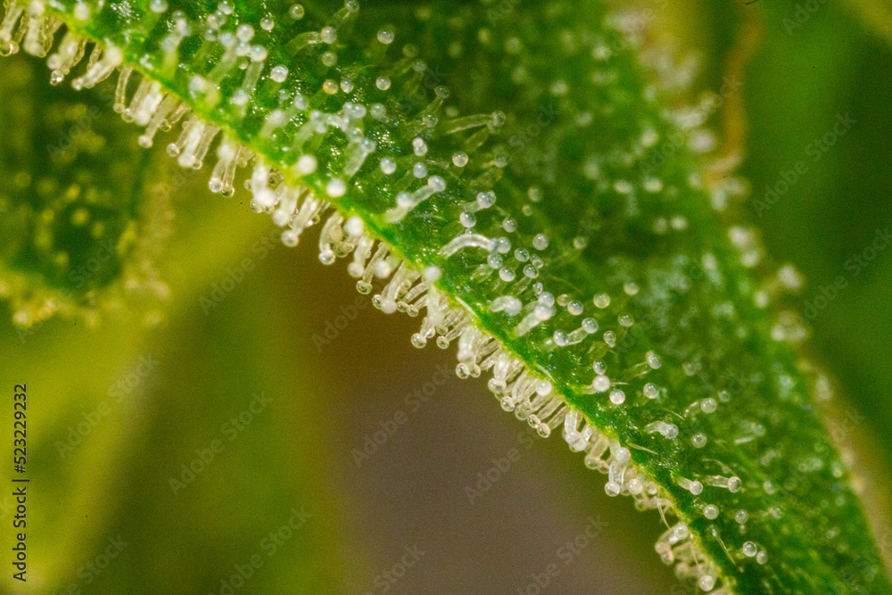 Close up of legal cannabis plant Close up of legal cannabis plant