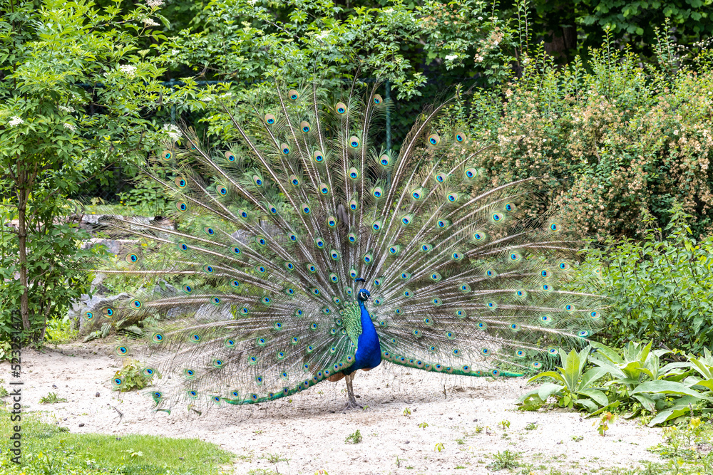 Obraz premium Indian Peacock or Blue Peacock, Pavo cristatus