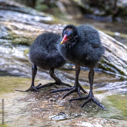 Fotografía Little Common moorhen baby, Gallinula chloropus also known as the waterhen
