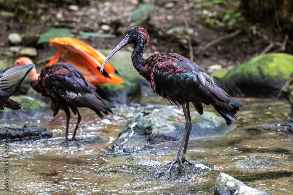 Obraz premium Glossy ibis, Plegadis falcinellus in a german nature park