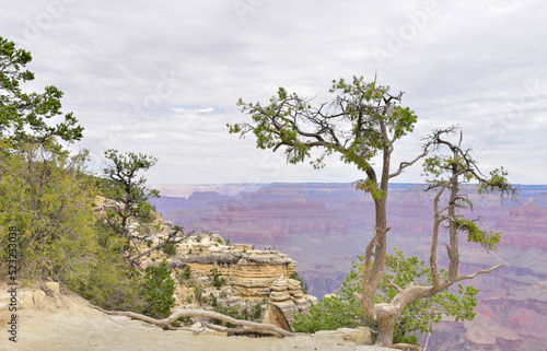 Grand Canyon National Park, Arizona, Usa, America. Panoramic view.