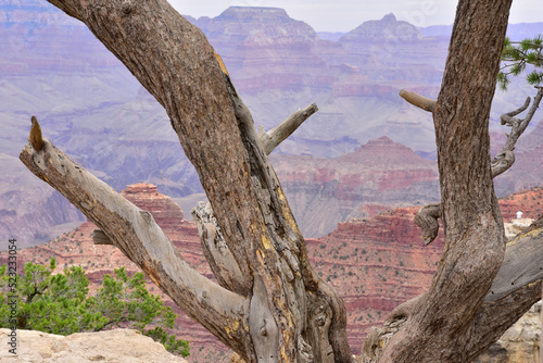 Grand Canyon National Park, Arizona, Usa, America. Panoramic view.