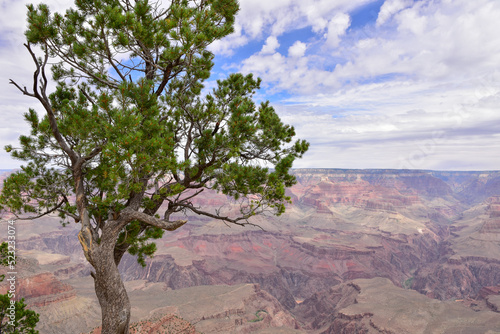 Grand Canyon National Park  Arizona  Usa  America. Panoramic view.