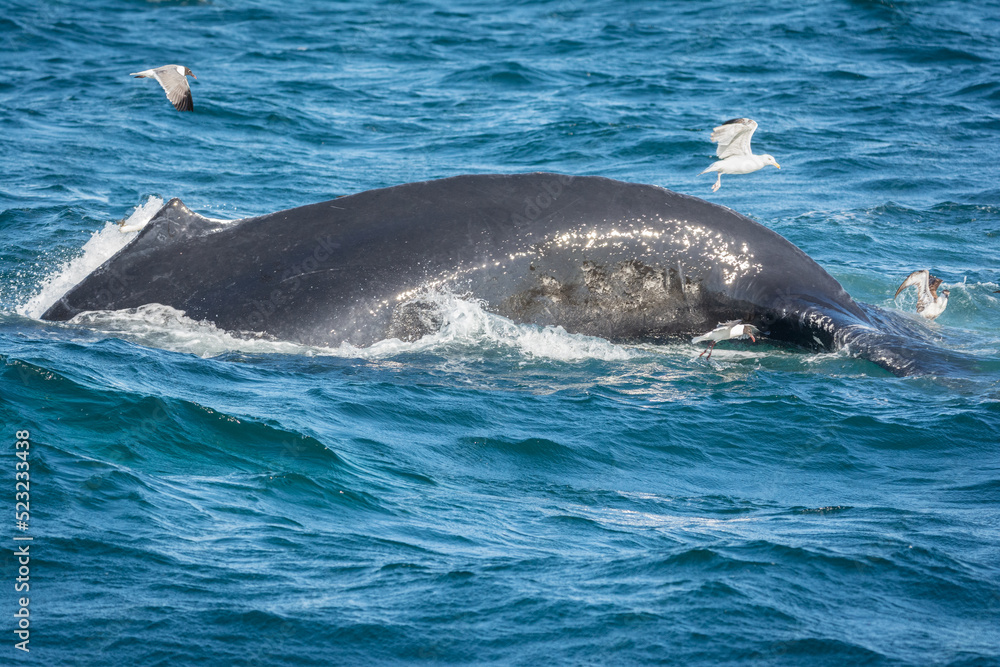 Obraz premium Diving Humpback Whale off Cape Cod