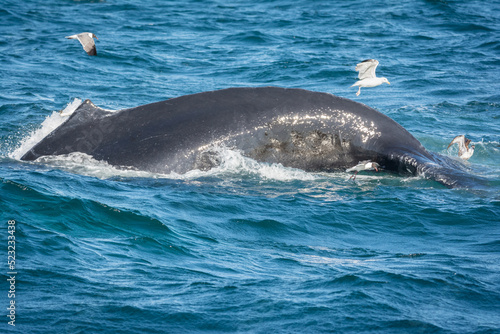 Diving Humpback Whale off Cape Cod