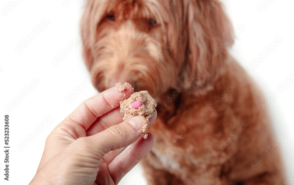 Person giving medicine to a dog with defocused dog background