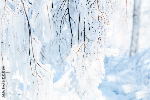 ice-covered branches of a tree hanging down against the backdrop of a winter forest
