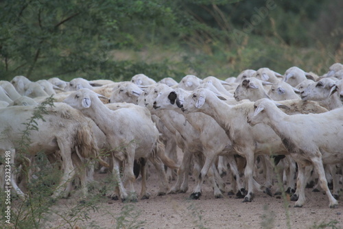 flock of sheep photo