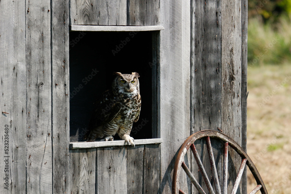 Φωτογραφία A coastal great horned owl taking flight from her springtime nest over the inter coastal waterway in North Carolina USA