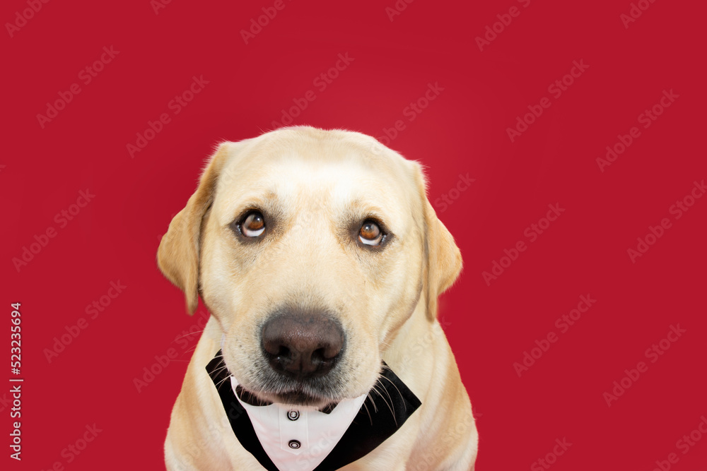 Portrait funny and fat labrador retriever dog wearing a tuxedo and celerbating birthday or valentine's day. Isolated on red background