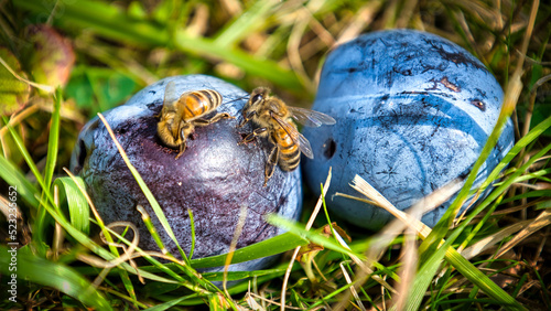 Fallobst - Bienen im Sommer auf Pflaumen photo