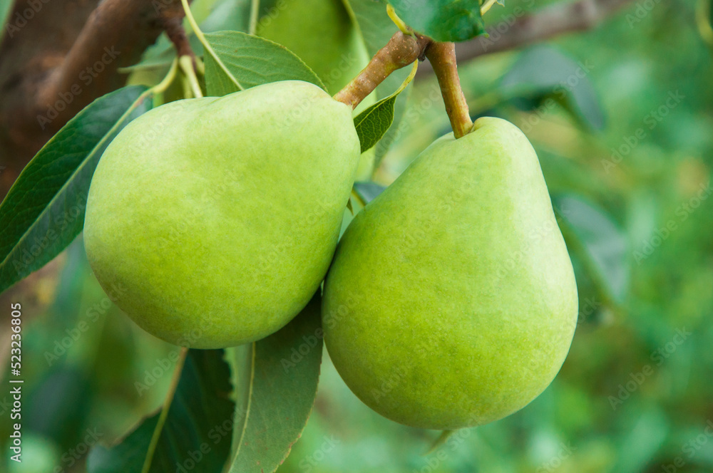 ripe pears on the tree. juicy fruits in the garden. sweet pears on the background of the garden. fruit growing concept ripe pears on the tree. juicy fruits in the garden. sweet pears on the background of the garden. fruit growing concept