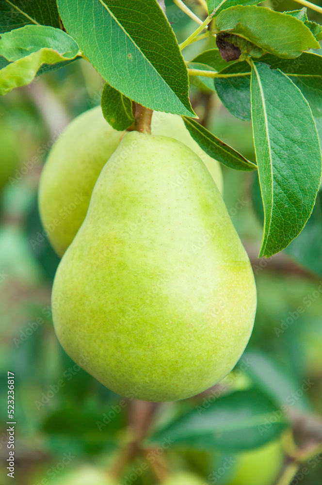 ripe pears on the tree. juicy fruits in the garden. sweet pears on the background of the garden. fruit growing concept ripe pears on the tree. juicy fruits in the garden. sweet pears on the background of the garden. fruit growing concept