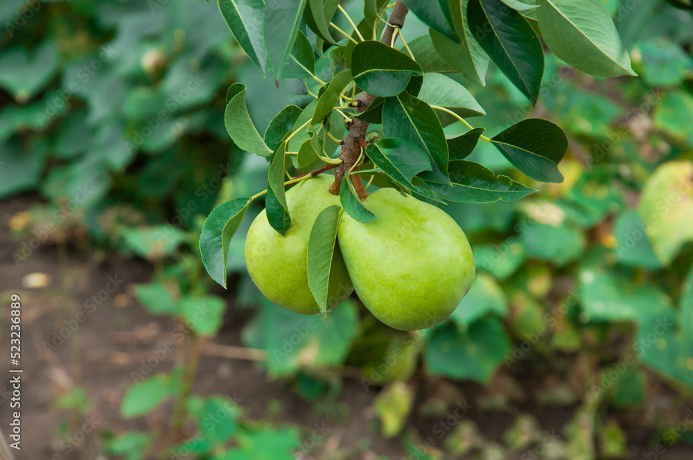 Obraz premium ripe pears on the tree. juicy fruits in the garden. sweet pears on the background of the garden. fruit growing concept