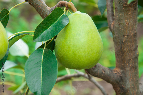 ripe pears on the tree. juicy fruits in the garden. sweet pears on the background of the garden. fruit growing concept