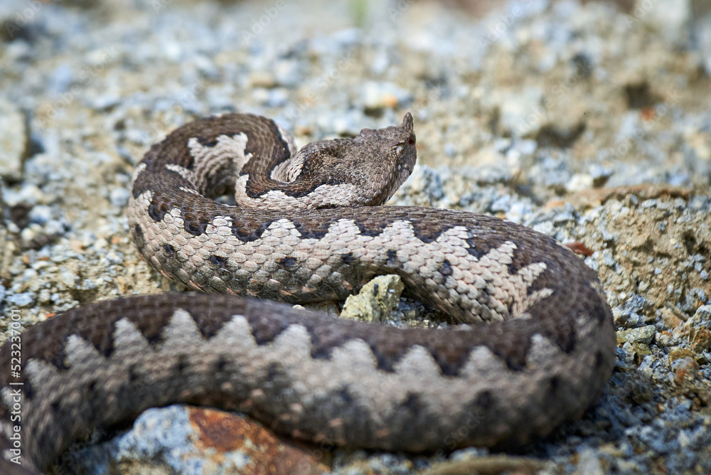 Nose-Horned Viper male in natural habitat (Vipera ammodytes) Nose-Horned Viper male in natural habitat (Vipera ammodytes)