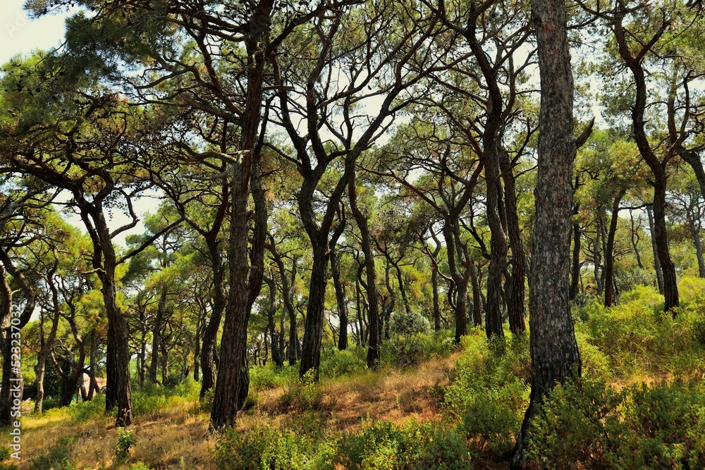Mediterranean pine forest, trees with twisted trunks