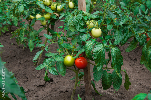 red tomatoes in the garden. ripe fruits on tomato bushes. juicy young vegetables in the garden. ketchup cooking concept. photo