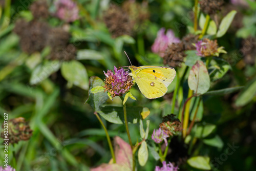 Clouded Yellow (Colias croceus) Butterfly perched on pink flower in Zurich, Switzerland photo