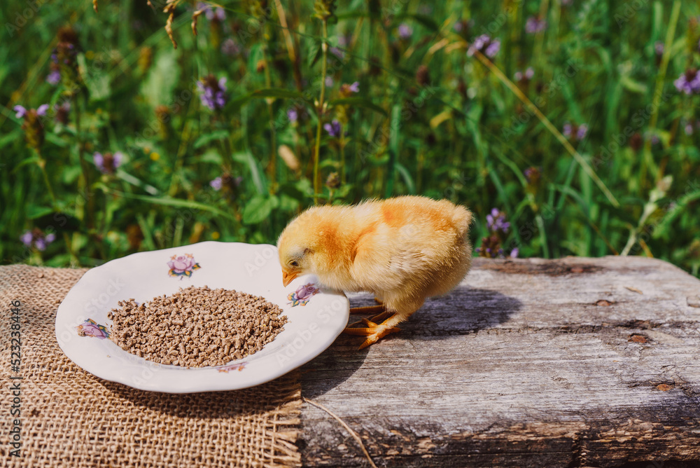 yellow farm baby chick, little hen, chicken eats healthy food from a plate