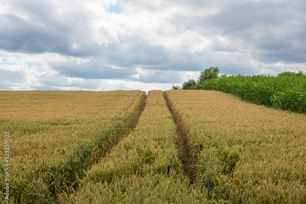 wheat field with track, sky overcasted with clouds, agricultural landscape wheat field with track, sky overcasted with clouds, agricultural landscape