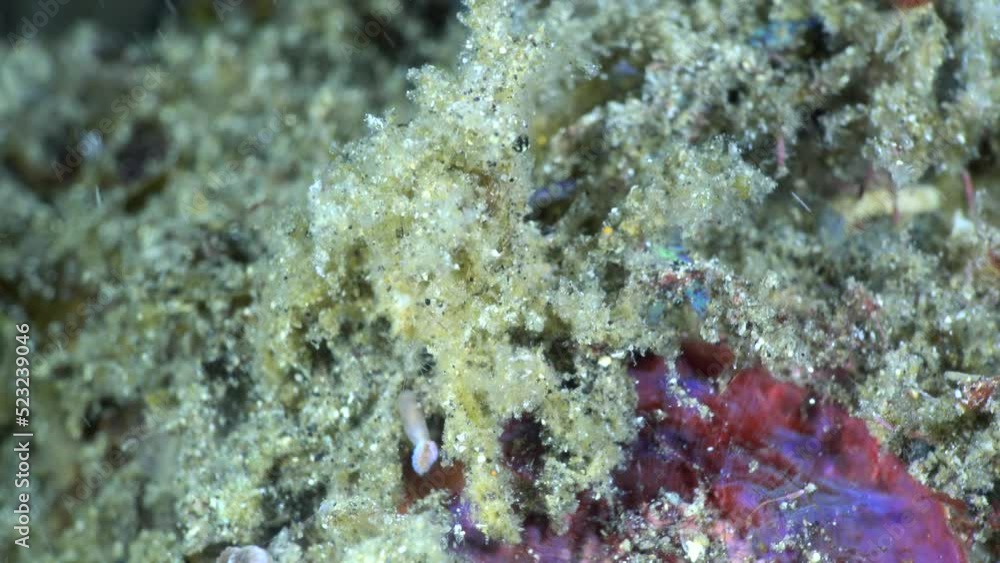 Close underwater shot of decorator crab Close underwater shot of decorator crab