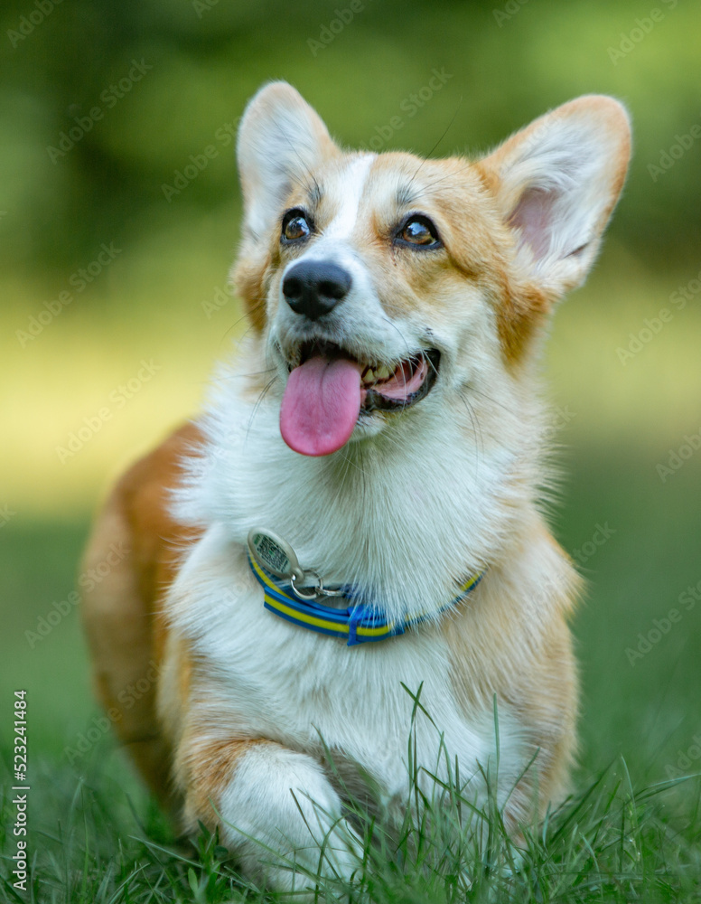welsh corgi pembroke in green grass in the park welsh corgi pembroke in green grass in the park