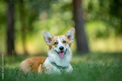 welsh corgi pembroke in green grass in the park