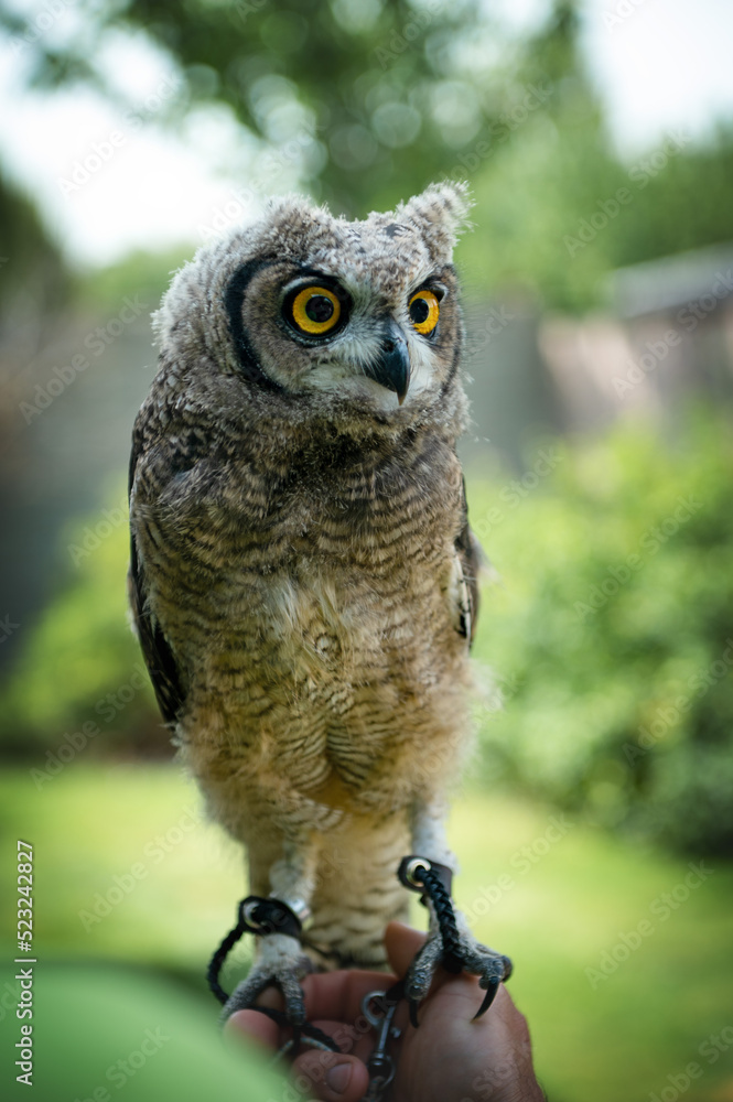 Obraz premium Beautiful young African owl is sitting at the human hand