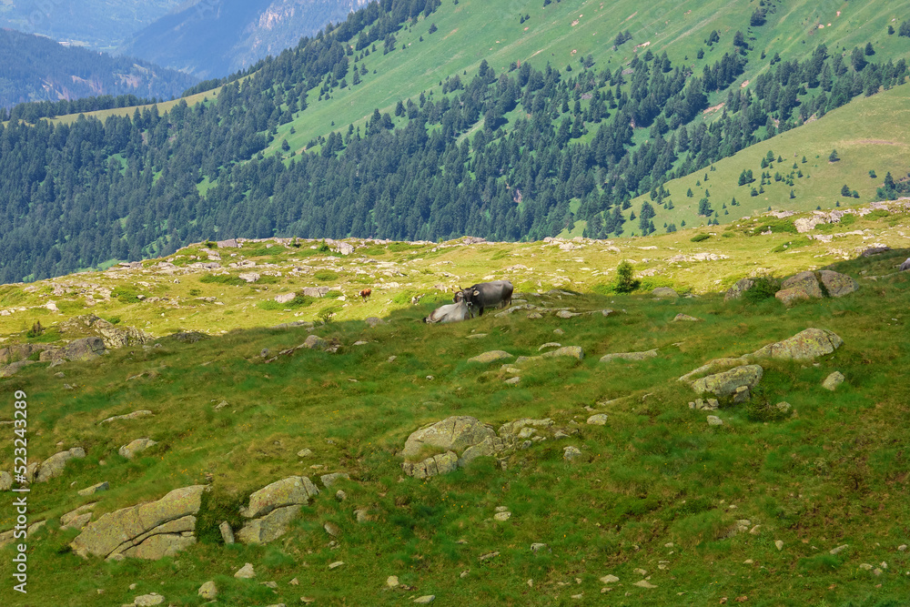 cows grazing on the green fields of the Trentino Dolomites cows grazing on the green fields of the Trentino Dolomites