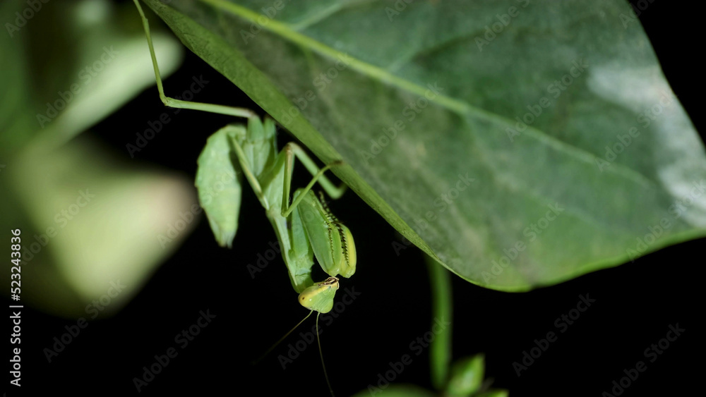 Green Praying Mantis sit on a branch. Close-up of mantis insect Green Praying Mantis sit on a branch. Close-up of mantis insect