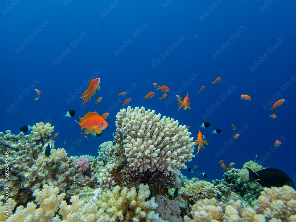 Obraz premium The most beautiful views and vibrant inhabitants of the Red Sea, Hurghada, Egypt