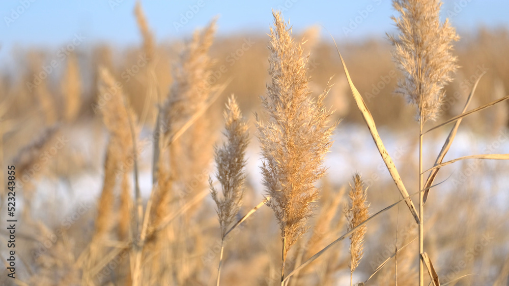 Reeds sways in the wind against the backdrop of snow. Closeup of reeds. Natural background, Reeds in the wind in the sun rays on dawn. Winter landscape Reeds sways in the wind against the backdrop of snow. Closeup of reeds. Natural background, Reeds in the wind in the sun rays on dawn. Winter landscape