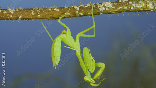Green praying mantis hangs on thorny branch of bush and washing his face on blue sky background photo