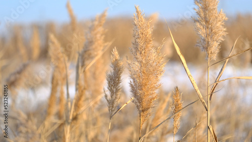 Reeds sways in the wind against the backdrop of snow. Closeup of reeds. Natural background, Reeds in the wind in the sun rays on dawn. Winter landscape